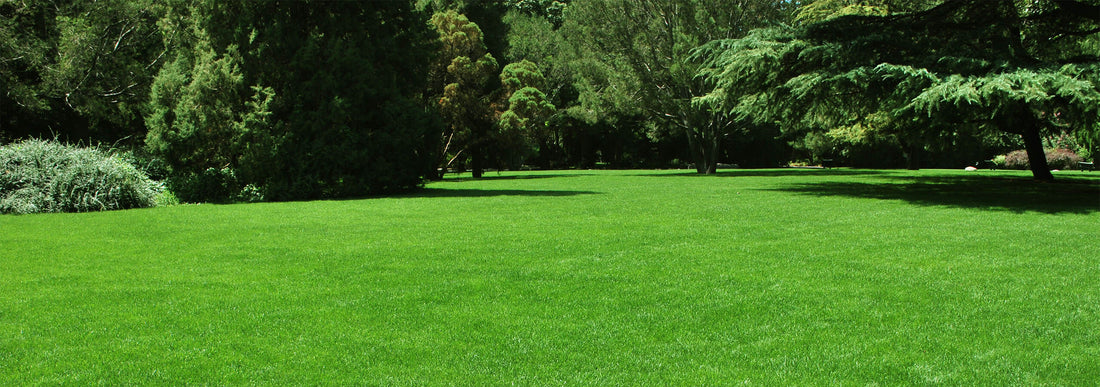 The Environmental Benefits of Healthy Lawns
