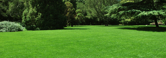 The Environmental Benefits of Healthy Lawns