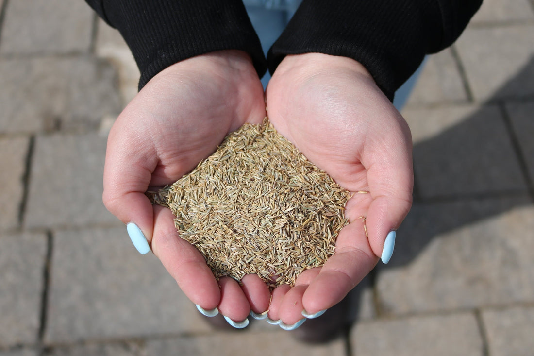 Natural Weed Control with a Thicker, Healthier Lawn