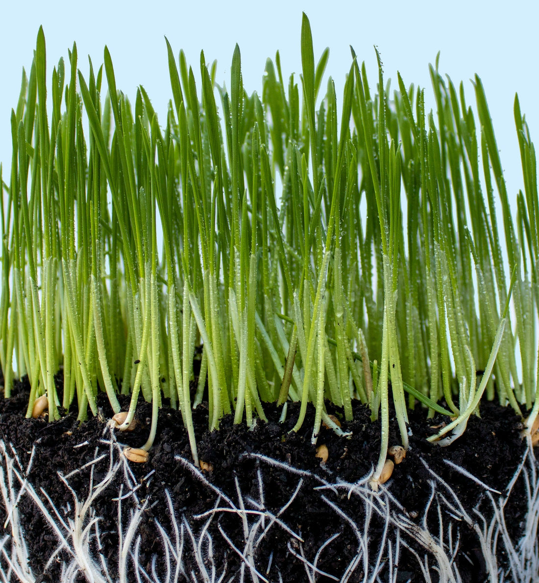 Up, Down & All Around: Understanding Fertilizer Labels