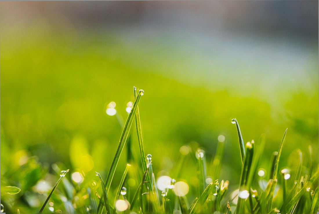 Water-Smart Lawn Care Tips