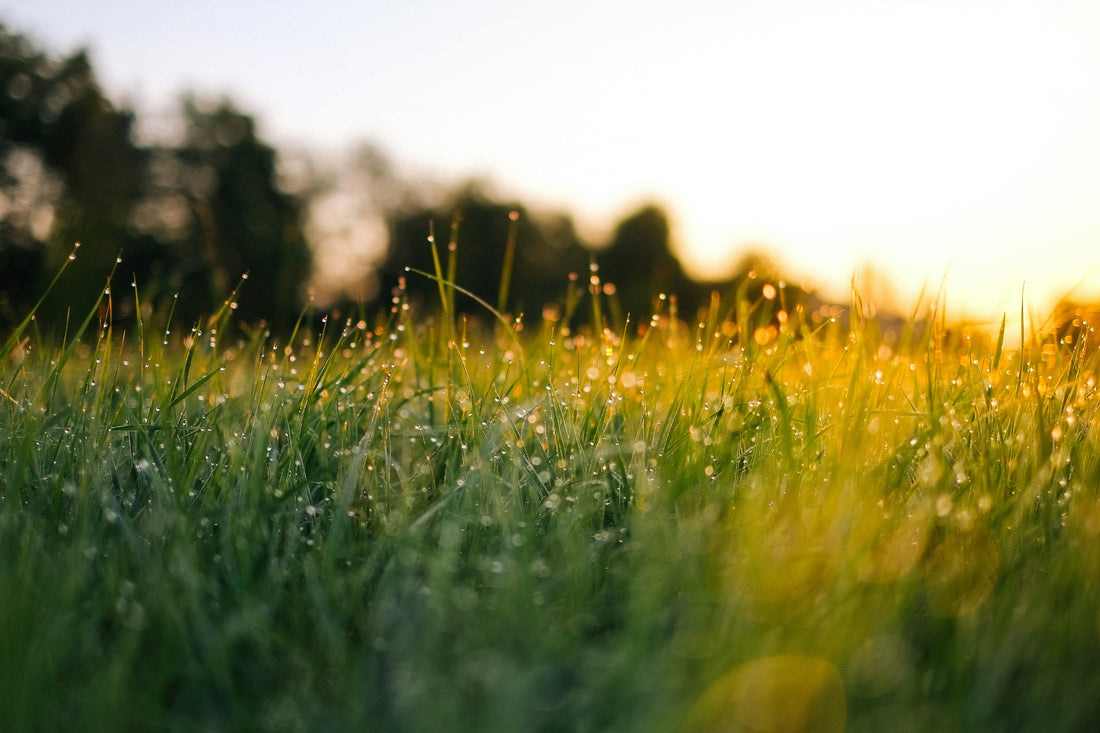 Seasonal Lawn Care Checklist